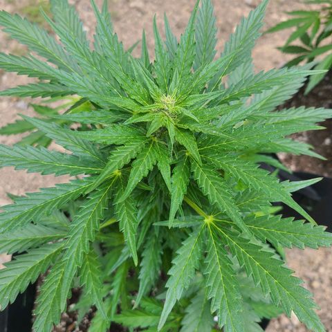 Freebie #1 growlog timeline photo