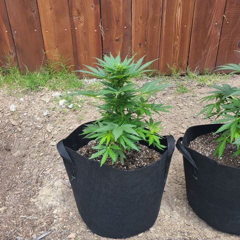 Freebie #1 growlog timeline photo