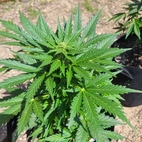 Freebie #1 growlog timeline photo