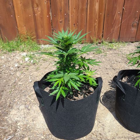 Freebie #1 growlog timeline photo