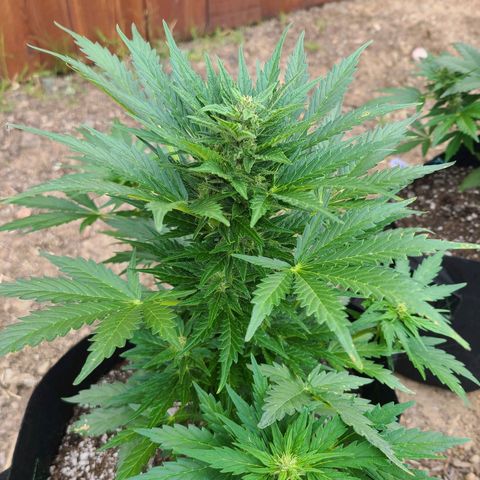 Freebie #1 growlog timeline photo