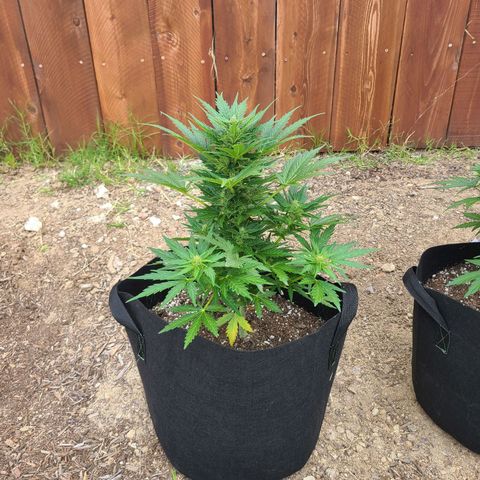 Freebie #1 growlog timeline photo