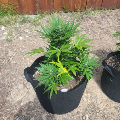 Freebie #1 growlog photo: Light green and yellow leaves.