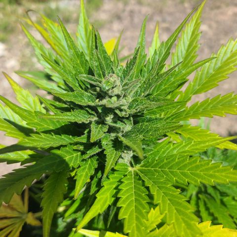 Freebie #1 growlog timeline photo