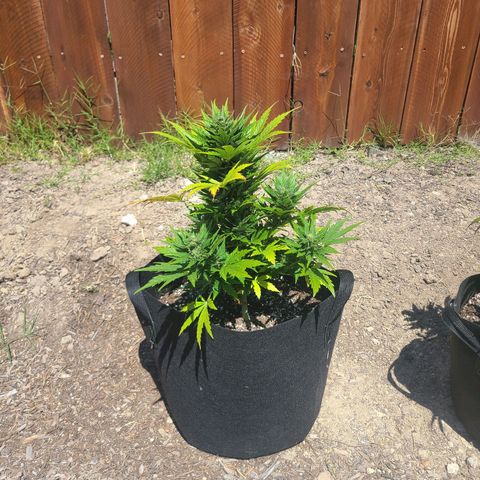 Freebie #1 growlog timeline photo