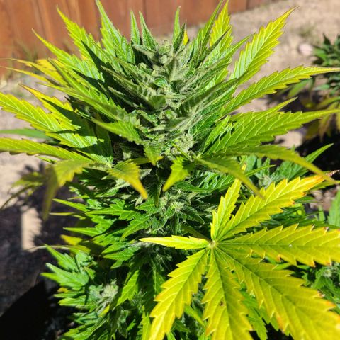 Freebie #1 growlog timeline photo