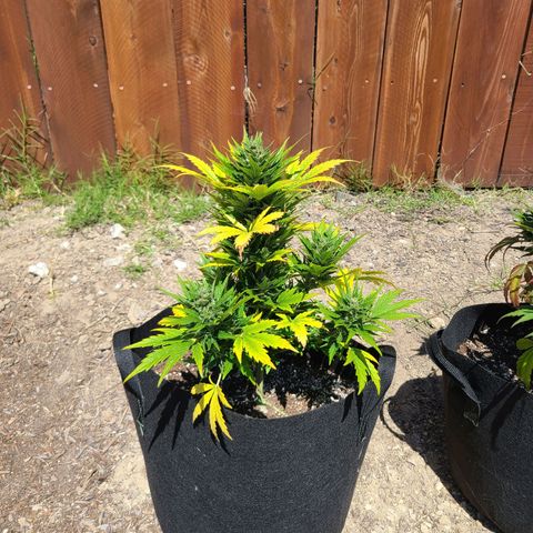 Freebie #1 growlog timeline photo