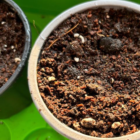 Gertrud growlog photo: 14:00 Uhr
Die Ladys bereiten sich auf ihren großen Auftritt vor.  Es bleibt spannend…