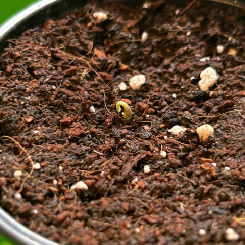 Gertrud growlog photo: 15:30 Uhr 
Die erste Lady erblickt zum ersten Mal das Licht der Welt. 