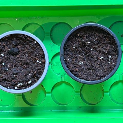 Gertrud growlog timeline photo