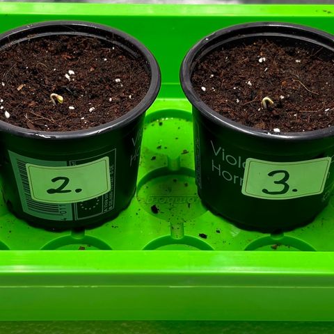 Gertrud growlog photo: 02:30 Uhr 
And the winner is…
Nicht, dass das hier ein Wettbewerb ist oder so, aber Platz 1 geht ganz klar an Lady Gertrud. 
Den 2. Platz belegt Lady Schantall, ganz dicht gefolgt von Platz 3: Lady Annika. 
Lady Steffi hat sich bis jetzt leider noch nicht für eine Platzierung qualifiziert. Ich bin da ehrlich gesagt auch eher skeptisch…! Aber lassen wir uns doch einfach überraschen. 