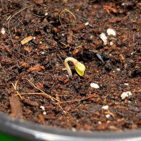 Gertrud growlog photo: Lady Schantall