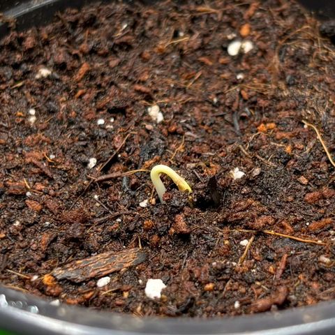 Gertrud growlog photo: Lady Annika