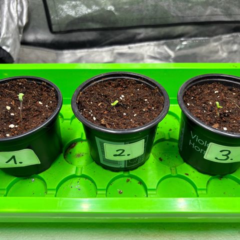 Gertrud growlog photo: 10:45 Uhr 
Die Ladys entwickeln sich prächtig. 
Gertrud scheint gestern etwas wenig Licht bekommen zu haben und ist daher etwas in die Länge gewachsen. Legt sich aber wieder. 