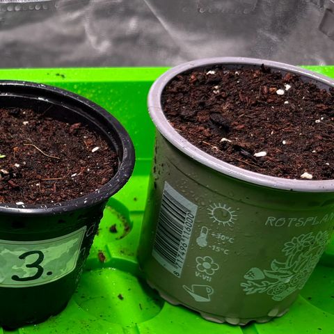 Gertrud growlog photo: Bis jetzt sieht es, wie bereits von mir prognostiziert, ganz stark nach einer Disqualifikation für Lady Steffi aus. Wird sie es dennoch schaffen, sich zu qualifizieren? Es bleibt spannend! 