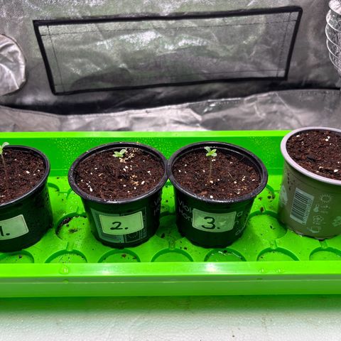 Gertrud growlog photo: 21:00 Uhr 
Da sind sie, meine 3 kleinen Ladys. Süß, nicht wahr?! 😊
Von Steffi ist nach wie vor nichts zu sehen. Ich gebe ihr noch ein wenig Zeit. 