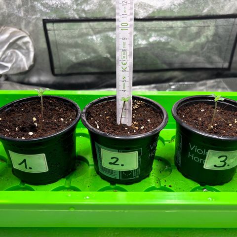 Gertrud growlog timeline photo