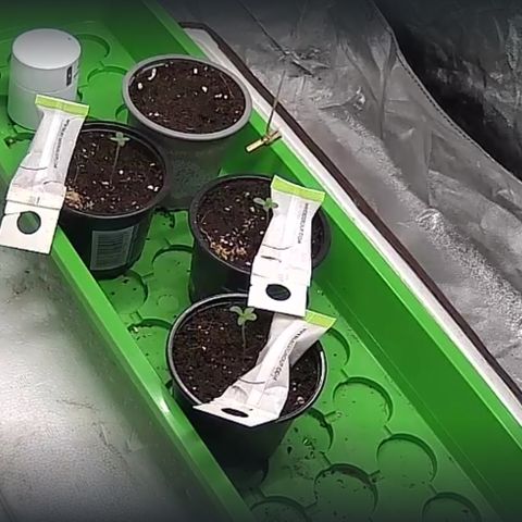 Gertrud growlog photo: 01:00 Uhr
Bei einem anständigen Grow darf natürlich die IP Überwachungskamera mit Nachtsicht nicht fehlen. BigBrother is watching you 🫵🏼