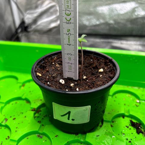 Gertrud growlog photo: 22:00 Uhr 
Gut 24 Stunden später sind die Ladys kein Stück größer 🤔 🤷🏻‍♂️
woran kann das liegen? 
Substrat ist ca. 60% Light Mix und 40% Kokos. 
Habe etwas Dünger hinzu gegeben und warte mal ab. 