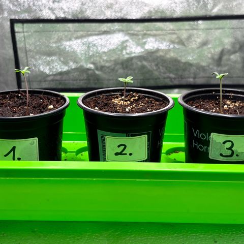 Gertrud growlog timeline photo