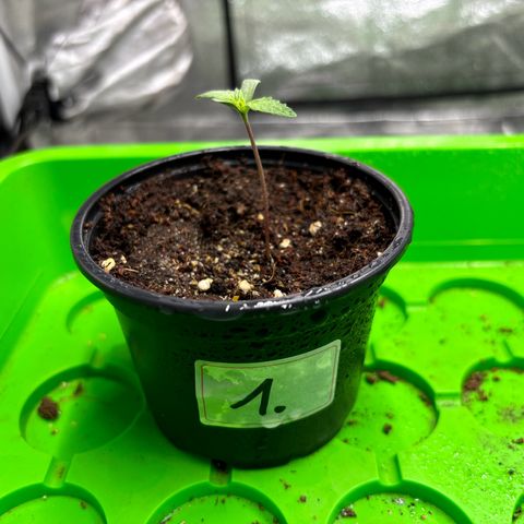 Gertrud growlog photo: 21:15 Uhr 
Seit 21:00 Uhr ist wieder Tag und meine Ladys freuen sich des Lebens. 