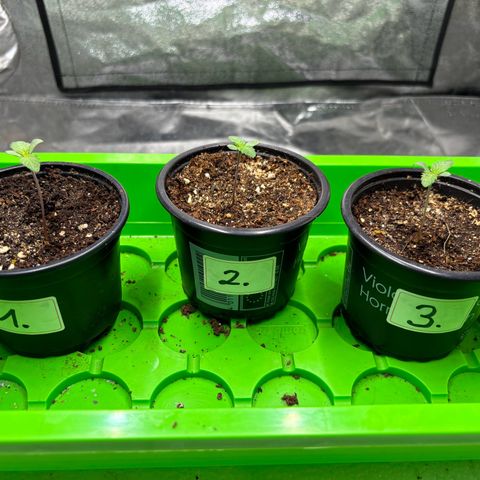 Gertrud growlog photo: 21:15 Uhr 
Seit 21:00 Uhr ist wieder Tag und meine Ladys freuen sich des Lebens. 