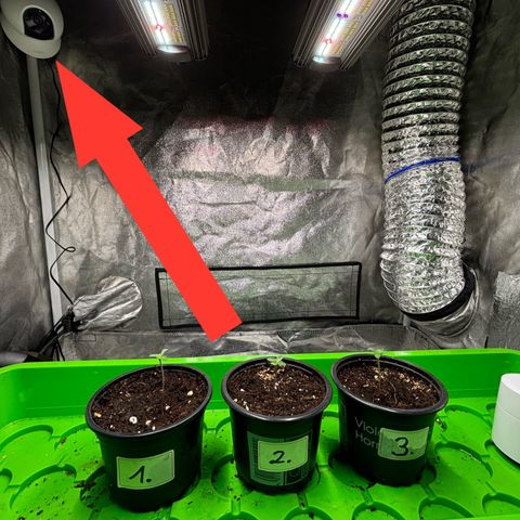 Gertrud growlog photo: Eine IP-Cam in der Grow Box kann ich sehr empfehlen. 
Die Dinger kosten keine 30€, dafür kann ich jetzt aber jederzeit meine Ladys kontrollieren, ohne jedes Mal das Zelt öffnen zu müssen - und dank Nachtsicht auch bei völliger Dunkelheit! 
Hinweis: Das Infrarot Licht der Kamera kann die Pflanzen bei Dunkelheit beeinflussen ☝🏻
