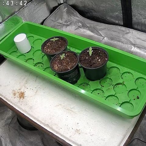 Gertrud growlog photo: Eine IP-Cam in der Grow Box kann ich sehr empfehlen. 
Die Dinger kosten keine 30€, dafür kann ich jetzt aber jederzeit meine Ladys kontrollieren, ohne jedes Mal das Zelt öffnen zu müssen - und dank Nachtsicht auch bei völliger Dunkelheit! 
Hinweis: Das Infrarot Licht der Kamera kann die Pflanzen bei Dunkelheit beeinflussen ☝🏻