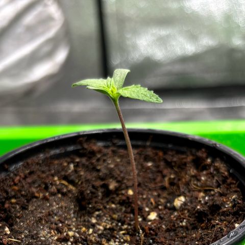 Gertrud growlog timeline photo