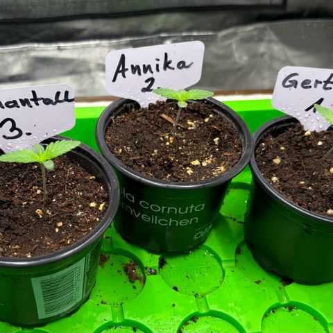 Gertrud growlog photo: 21:30 Uhr
Sehr schön, wie sich die 3 kleinen Ladys entwickeln. 
Zur besseren Orientierung jetzt mit Namenschildern ☝🏻 