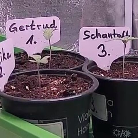 Gertrud growlog photo: 22:00 Uhr
Ein Blick durch meine 24/7 Inbox-Cam. 
