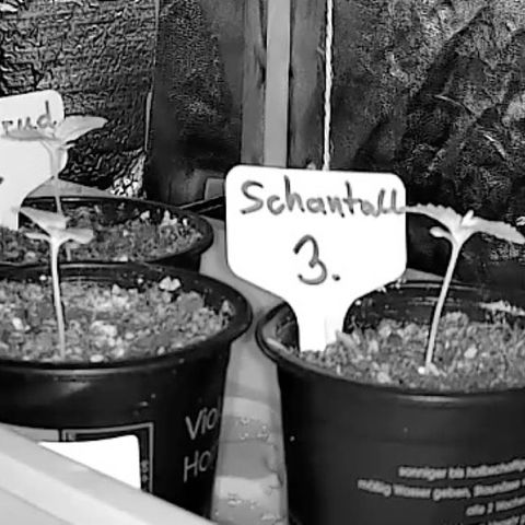Gertrud growlog photo: 15:10 Uhr 
Seit 15:00 Uhr ist es wieder dunkel bei meinen Ladys. 
Gute Nacht! 😴🌙 