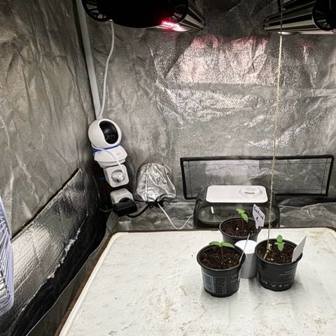 Gertrud growlog photo: 21:30 Uhr 
Meine Growbox ist nun endlich so eingerichtet, wie ich es mir vorgestellt habe. Ein kurzer Überblick:
Box: 80x80x180cm
Licht: GCx-4 PWR (160 Watt)
Hygrometer: Tado
Thermometer: Tado 
Luftbefeuchter: Bear, 5L
Kamera: Tapo C200
Ventilator: MF16 2.0, 16W
Smarte Steckdosen: Meross
Substrat: Plagron Light Mix
Dünger: Green Power, FLO
#NotSponsored #KeineWerbung