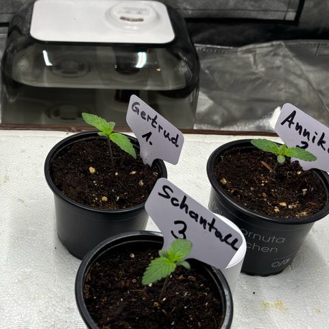 Gertrud growlog photo: 21:30 Uhr 
Die Ladys entwickeln sich prächtig. Nun bleibt abzuwarten, ob und wie sich die erhöhte Luftfeuchtigkeit auf die kleinen auswirkt. Wir werden sehen…