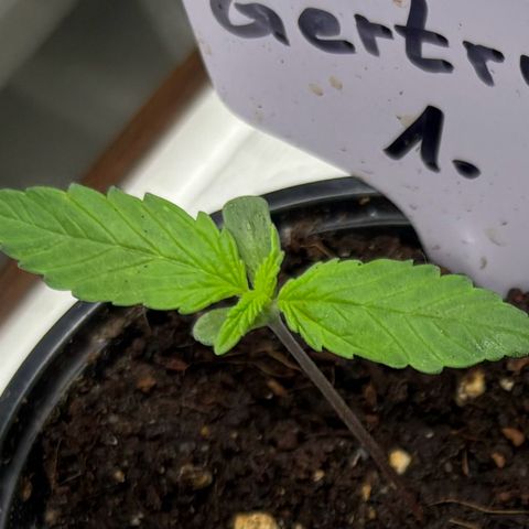 Gertrud growlog photo: 12:30 Uhr 
9 Tage, nachdem meine Ladys das Licht der Welt erblickt haben! Dank der GCx-4 wachsen sie nicht in die Höhe, sondern erstmal nur in die Breite. 