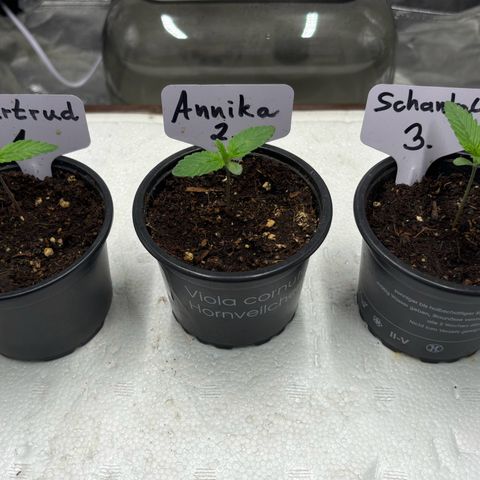 Gertrud growlog photo: 12:30 Uhr 
9 Tage, nachdem meine Ladys das Licht der Welt erblickt haben! Dank der GCx-4 wachsen sie nicht in die Höhe, sondern erstmal nur in die Breite. 