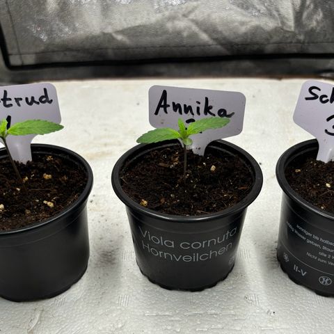 Gertrud growlog photo: 21:20 Uhr 
Ein neuer Tag ist für meine 3 kleinen Ladys angebrochen. 
Werte sind dank Luftbefeuchter und Smart Home im optimalen Bereich. 
