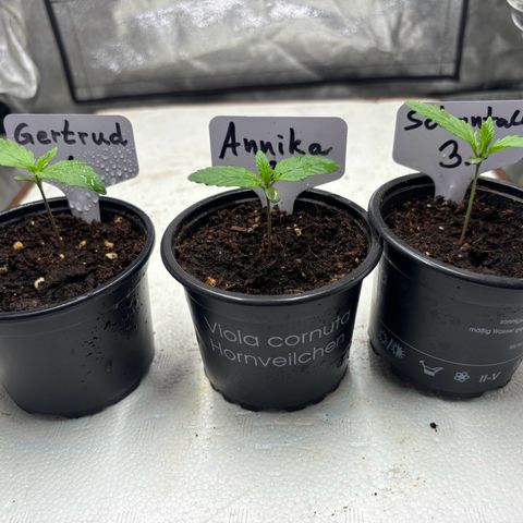 Gertrud growlog photo: 11:00 Uhr
Heute gab es wieder etwas Green Power zur Stärkung. 
Meine Ladys stehen auf das Zeug! Meine Tomate übrigens auch 😄