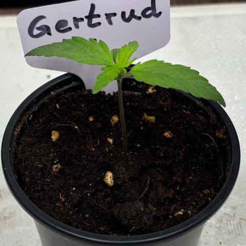 Gertrud growlog timeline photo