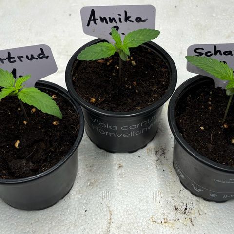 Gertrud growlog photo: 22:15 Uhr 
Darf den Ventilator nicht zu hoch drehen, sonst heben die noch ab…