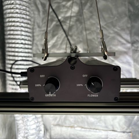 Gertrud growlog photo: Die GCx-4 läuft auf knapp 70% im Wachstumsspektrum. Der Blütemodus ist noch komplett aus. 