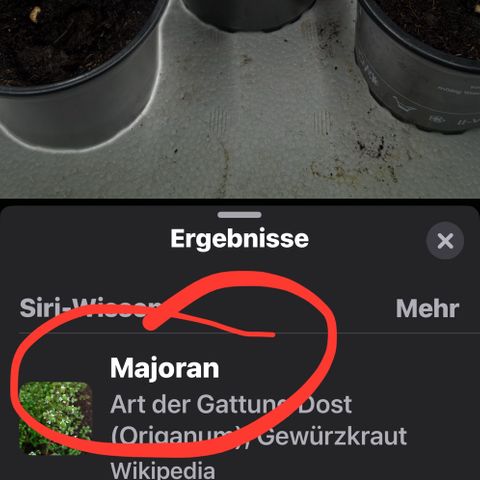 Gertrud growlog photo: Ja Siri, fast… 😄