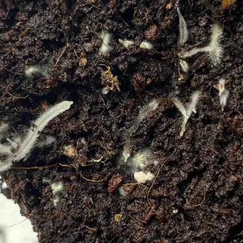 Gertrud growlog photo: 11:30 Uhr 
Sieht aus wie Schimmel, ist aber keiner! ☝🏻 Dieser Pilz nennt sich Mykorrhiza und ist einer der besten natürlichen Freunde der Ladys! 
Beide gehen eine Symbiose ein und profitieren voneinander. Sehr gut für Wurzeln und Nährstoffaufnahme. 
Die Sporen des Mykorrhiza  habe ich direkt bei der Keimung mit in das Substrat gegeben.