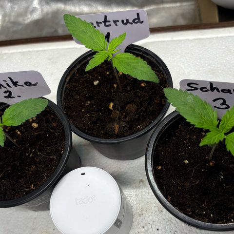 Gertrud growlog photo: 07:30 Uhr 
Wunderschön, die kleinen Ladys! 
