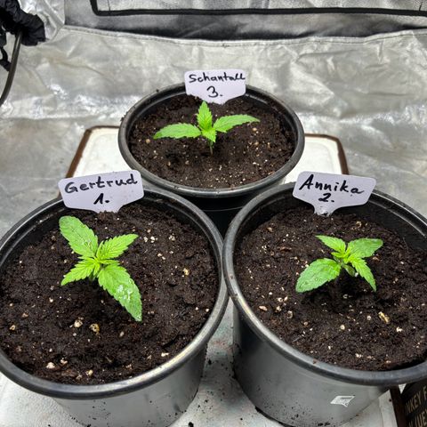 Gertrud growlog photo: 10:00 Uhr 
Den ersten Umzug haben meine Ladys gut überstanden! 