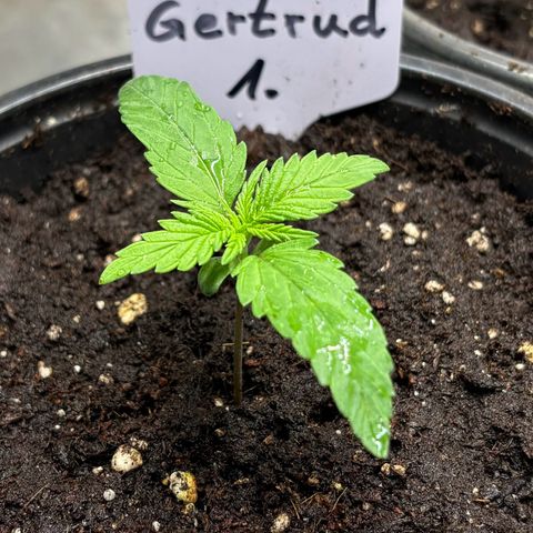 Gertrud growlog timeline photo