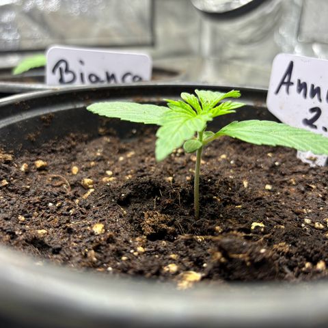 Gertrud growlog photo: 21:30 Uhr 
Der erste Morgen für meine Ladys nach dem Umtopfen. 