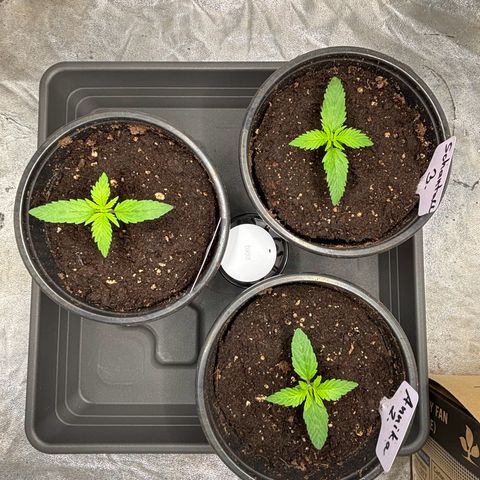 Gertrud growlog photo: 21:30 Uhr 
Der erste Morgen für meine Ladys nach dem Umtopfen. 
