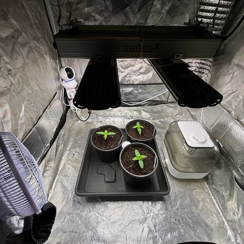 Gertrud growlog photo: 21:30 Uhr 
Es ist fantastisch, jederzeit Werte und Pflanzen checken zu können, ohne das Zelt zu öffnen oder auch nur in der Nähe des Zeltes zu sein. 
Auf den ersten Blick einfach und minimalistisch, aber doch voll ausgestattet mit praktischer Smart Home Technik! 