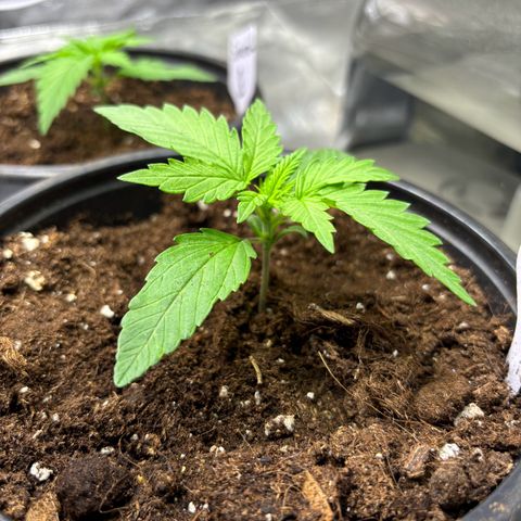 Gertrud growlog timeline photo